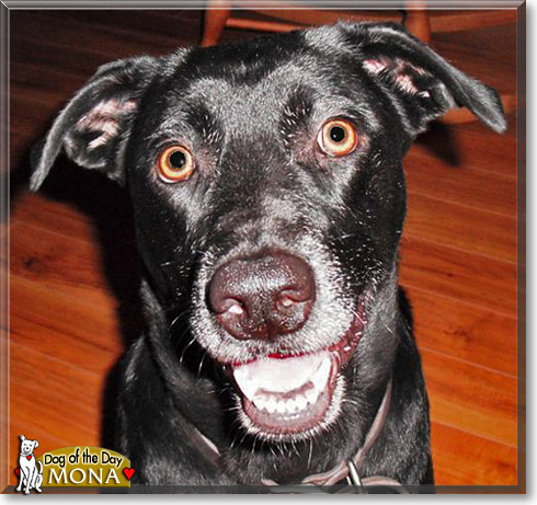 Mona, the Dog of the Day Mona, the Dog of the Day