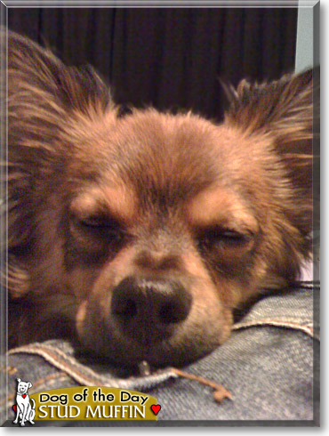 Stud Muffin, the Dog of the Day