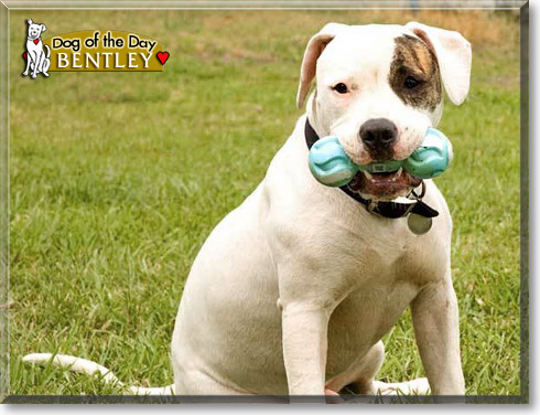 Bentley, the Dog of the Day