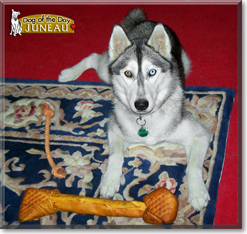 Juneau, the Dog of the Day Juneau, the Dog of the Day