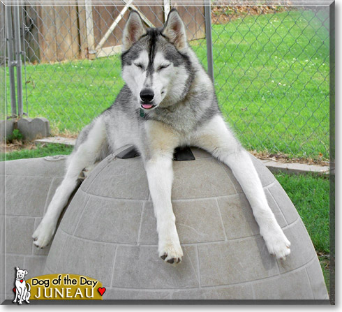 Juneau, the Dog of the Day Juneau, the Dog of the Day