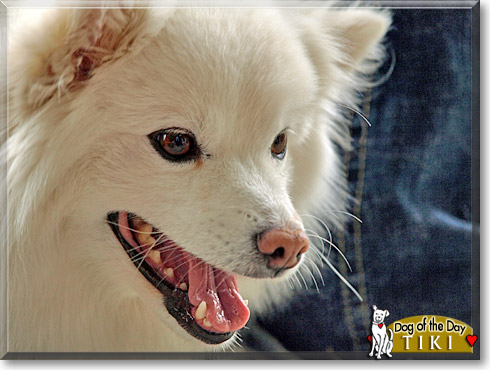 Tiki, the Dog of the Day