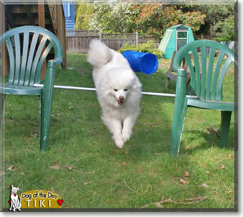 Tiki, the Dog of the Day Tiki, the Dog of the Day