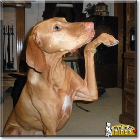 Piper, the Dog of the Day Piper, the Dog of the Day