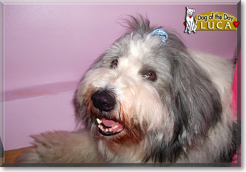 Luca, the Dog of the Day