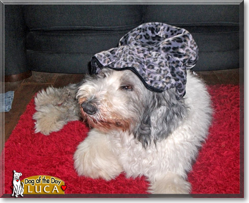Luca, the Dog of the Day