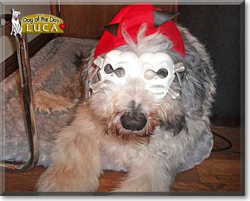 Luca, the Dog of the Day