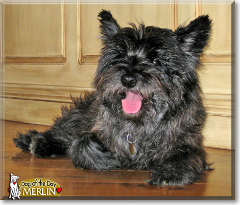 Merlin, the Dog of the Day Merlin, the Dog of the Day