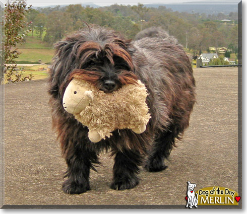 Merlin, the Dog of the Day Merlin, the Dog of the Day