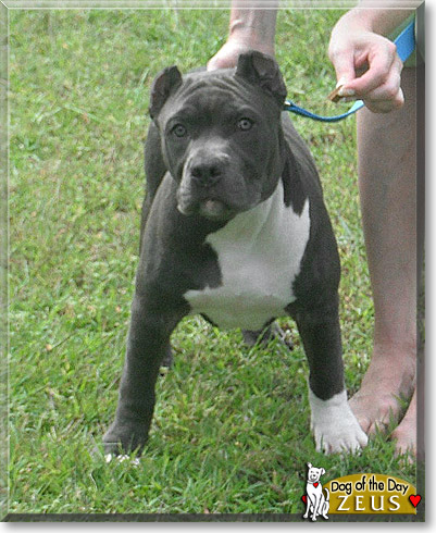Zeus, the Dog of the Day Zeus, the Dog of the Day