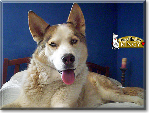Kingy, the Dog of the Day Kingy, the Dog of the Day