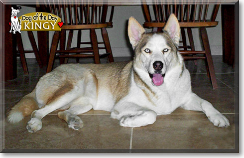 Kingy, the Dog of the Day Kingy, the Dog of the Day