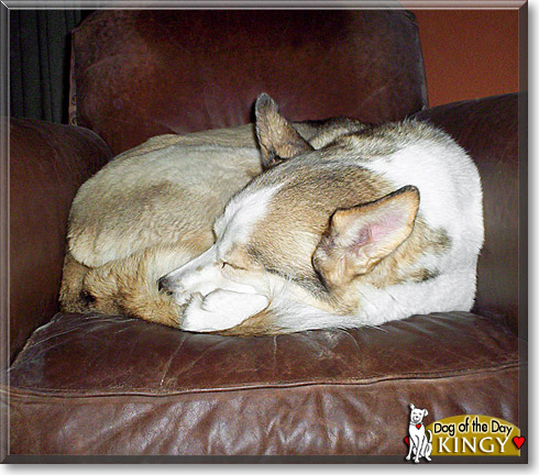 Kingy, the Dog of the Day Kingy, the Dog of the Day
