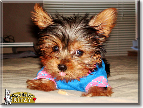 Ritzy, the Dog of the Day
