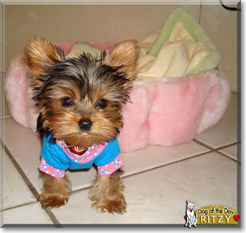 Ritzy, the Dog of the Day