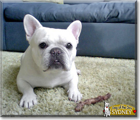 Sydney, the Dog of the Day