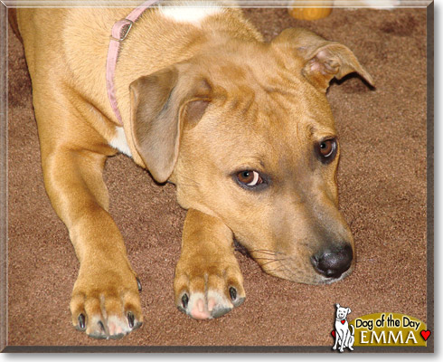 Emma, the Dog of the Day Emma, the Dog of the Day