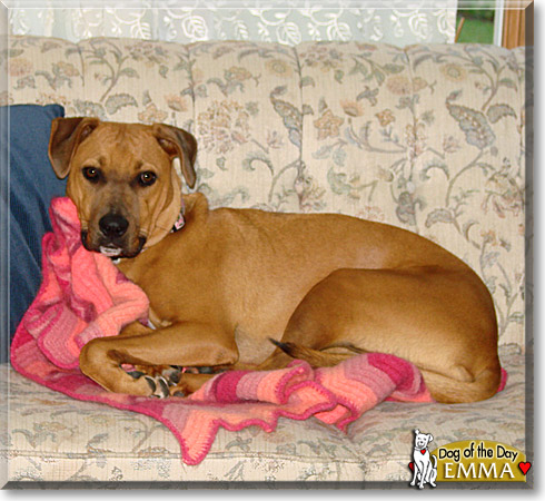Emma, the Dog of the Day Emma, the Dog of the Day