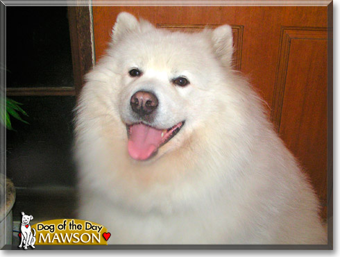 Mawson, the Dog of the Day