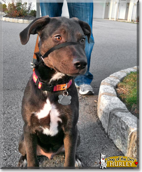 Hurley, the Dog of the Day