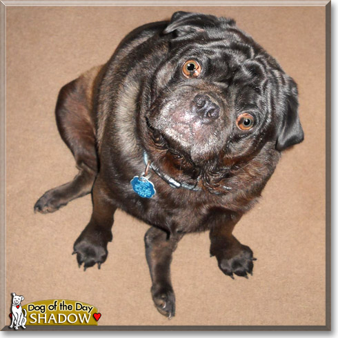 Shadow, the Dog of the Day