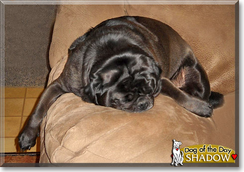 Shadow, the Dog of the Day