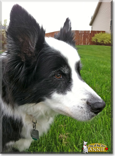 Annie, the Dog of the Day