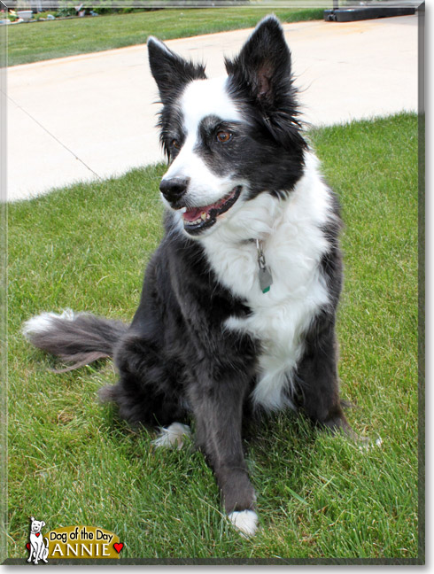 Annie, the Dog of the Day