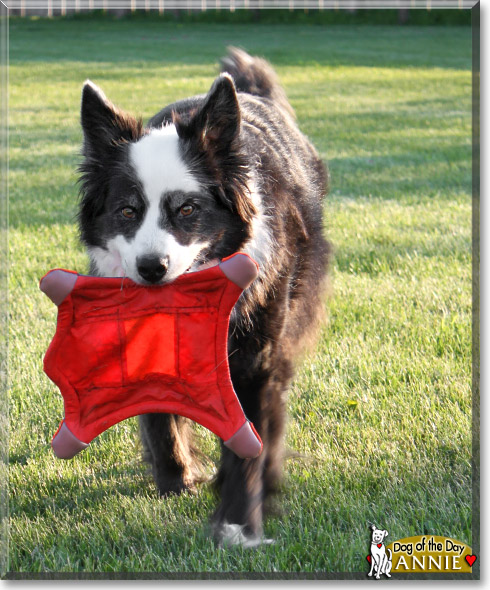 Annie, the Dog of the Day