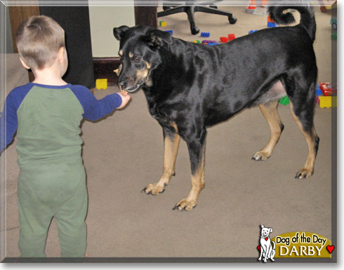 Darby, the Dog of the Day
