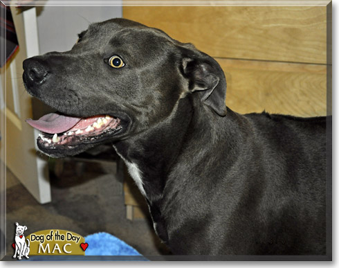 Mac, the Dog of the Day Mac, the Dog of the Day