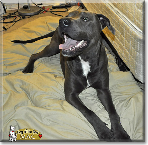 Mac, the Dog of the Day Mac, the Dog of the Day