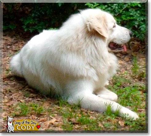 Cody, the Dog of the Day