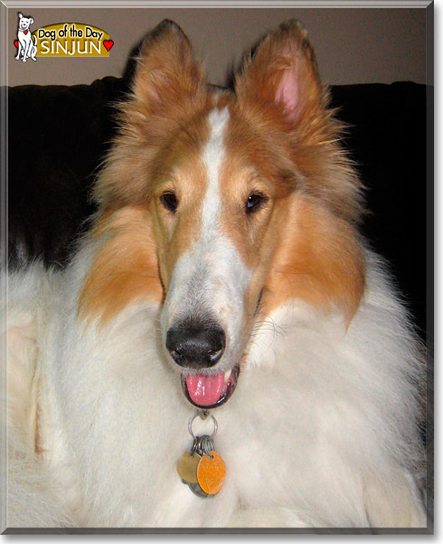 Sinjun, the Dog of the Day