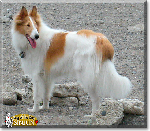 Sinjun, the Dog of the Day
