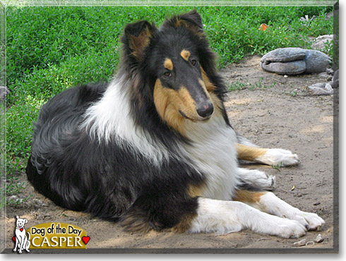 Casper, the Dog of the Day