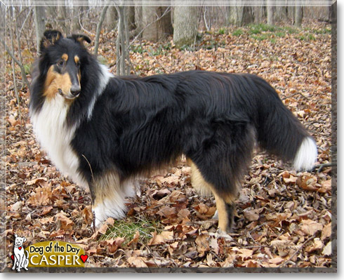Casper, the Dog of the Day