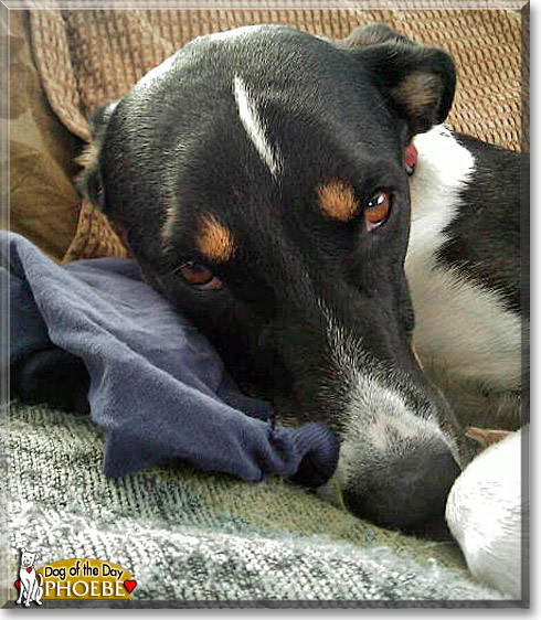 Phoebe, the Dog of the Day