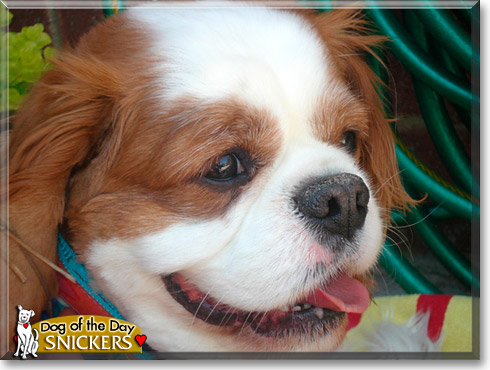Snickers, the Dog of the Day