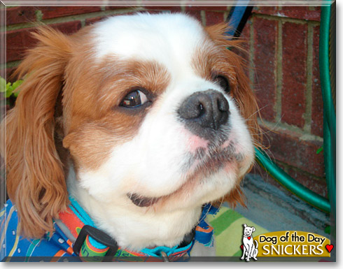 Snickers, the Dog of the Day