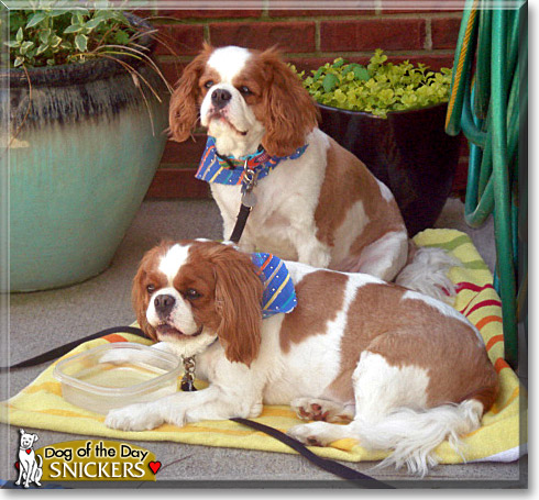 Snickers, the Dog of the Day