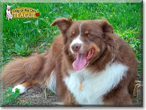 Teague, the Dog of the Day