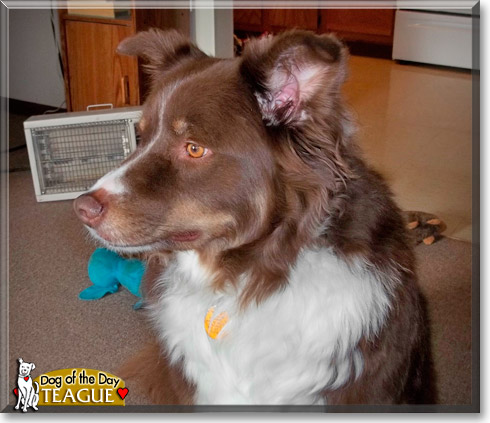 Teague, the Dog of the Day