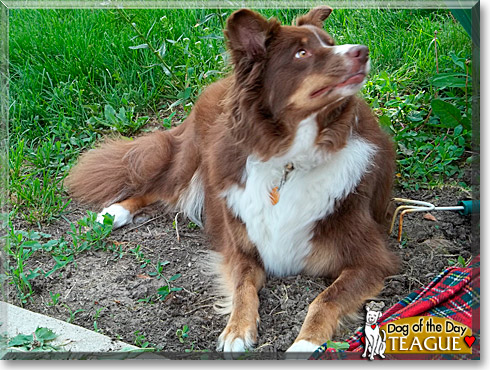 Teague, the Dog of the Day