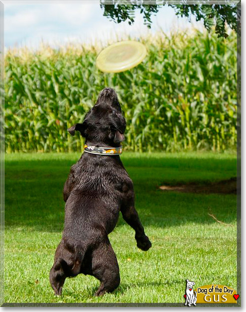 Gus, the Dog of the Day