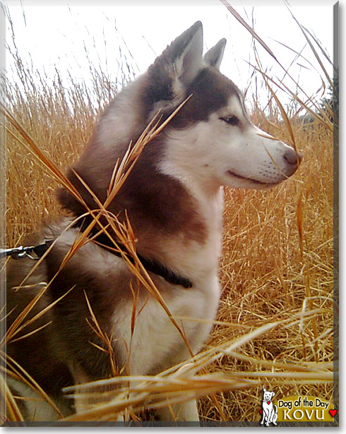 Kovu, the Dog of the Day Kovu, the Dog of the Day