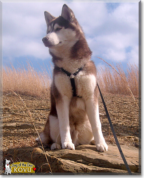 Kovu, the Dog of the Day Kovu, the Dog of the Day