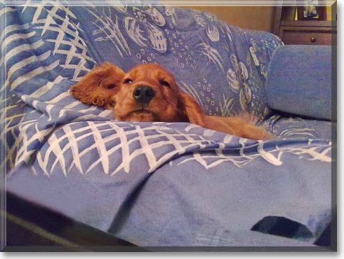 Tommy, the Dog of the Day