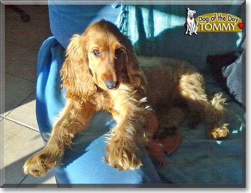 Tommy, the Dog of the Day