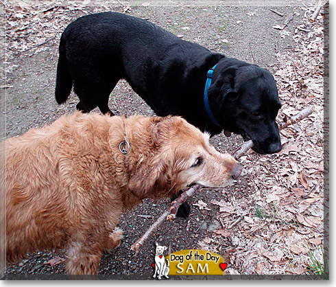 Sam, the Dog of the Day